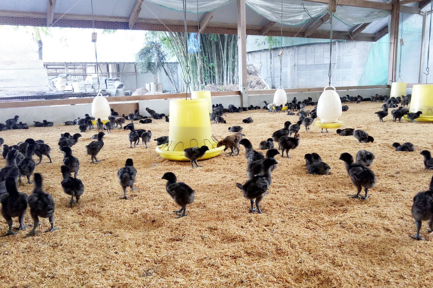 ไก่ดำในโรงเรือน